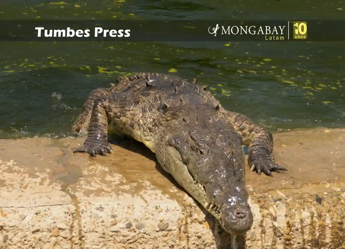 el cocodrilo de Tumbes o cocodrilo americano habita desde en sur de Florida, en Estados Unidos, hasta el norte de Perú. Foto: Leandro Amaya/Mongabay Latam