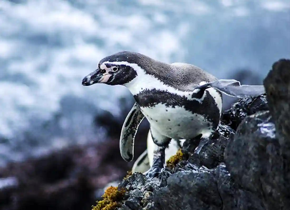 Un pingüino de Humboldt en el Mar Pacífico Tropical. Foto: cortesía de SERNANP