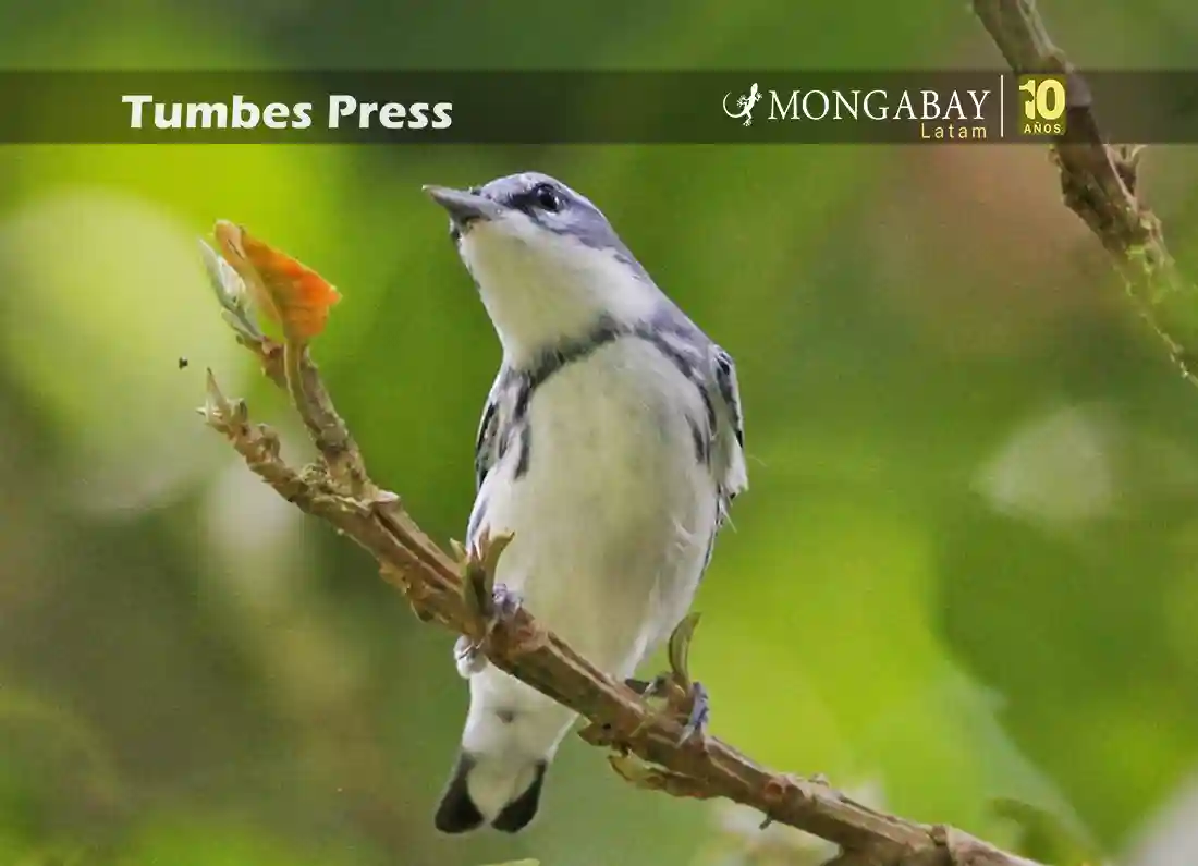 Reinita cerúlea (Setophaga cerulea) macho fotografiado en Costa Rica. Foto: cortesía Asociación Ambiental Cerúlea