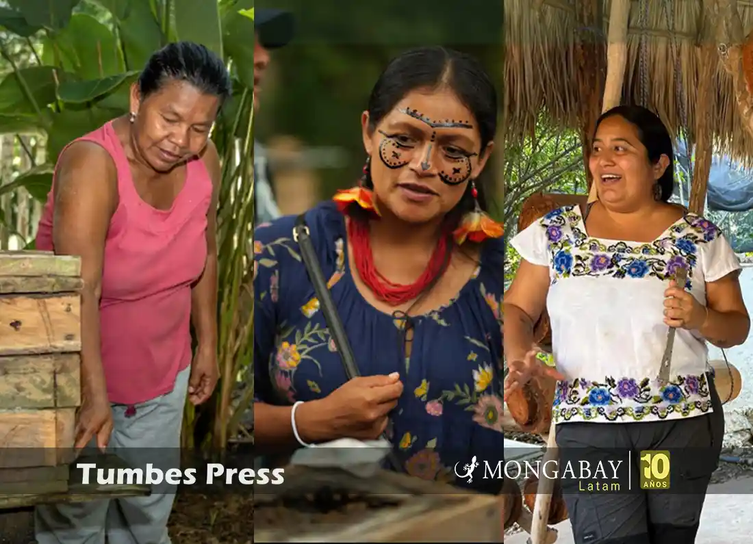 dia mundial de la abeja - tumbes press