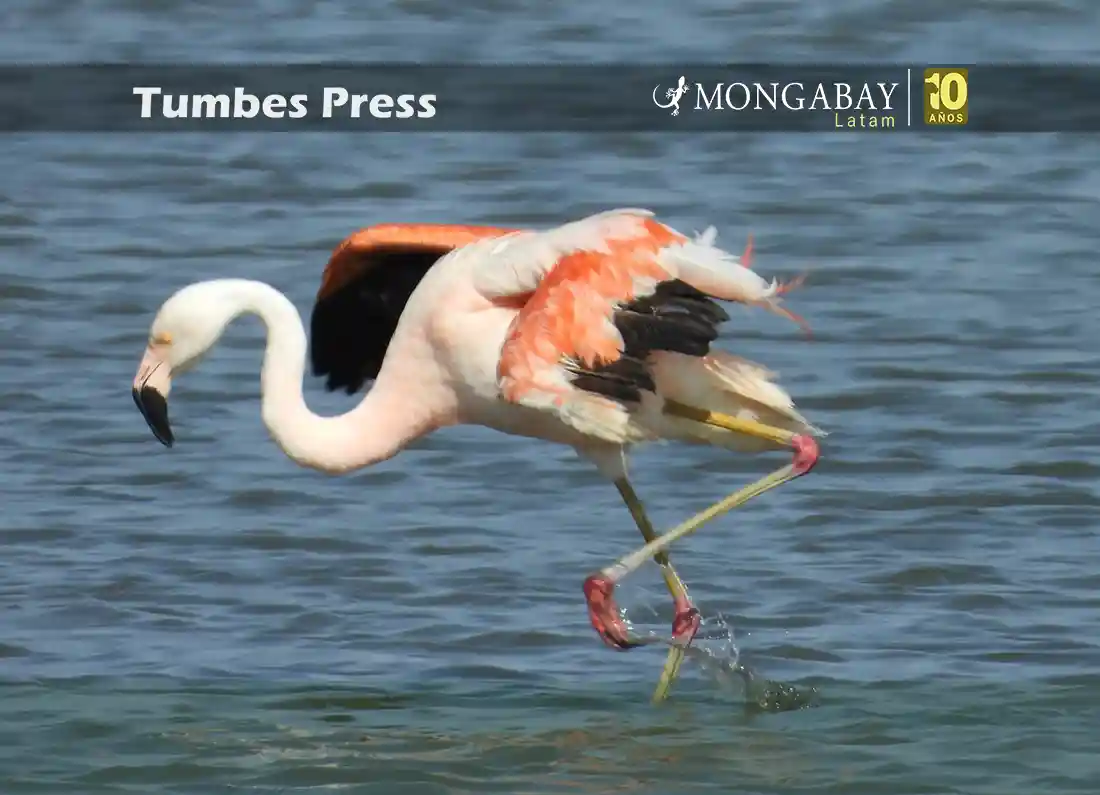 manglares de tumbes - tumbes press