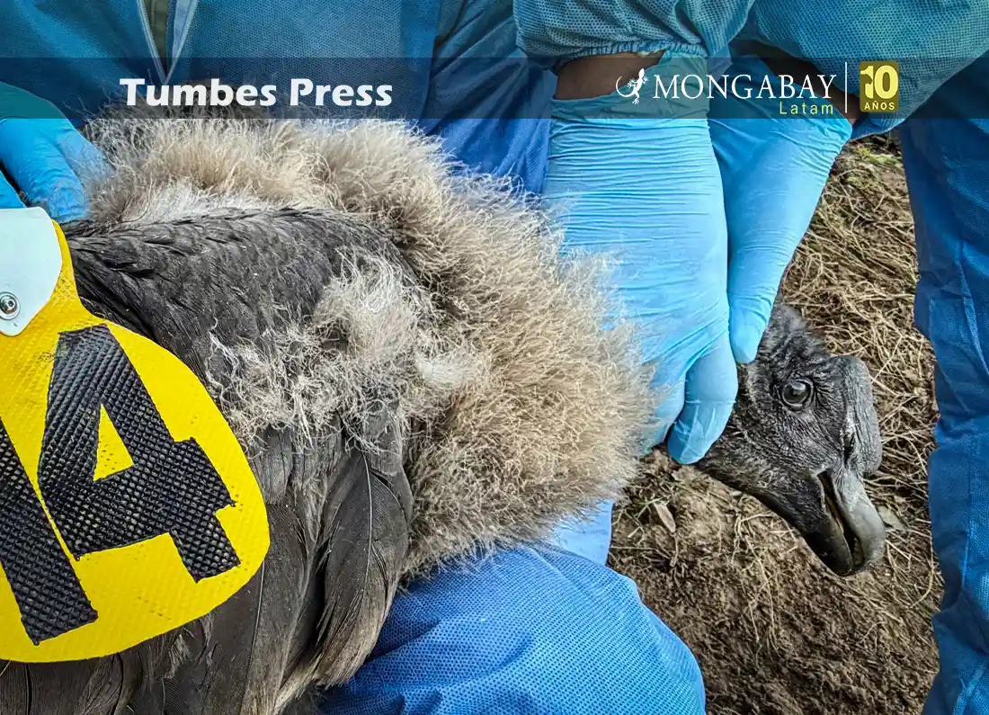 uchuy condor polluelo GPS - tumbes press