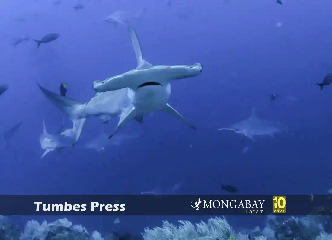 Los tiburones se encuentran en la cima de la pirámide trófica. Al cazar, también se alimentan de peces heridos o enfermos, lo que regula las poblaciones de otras especies, manteniendo la salud y el equilibrio de los ecosistemas marinos. Foto: Joshua Vela